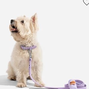 Lavender dog collar and leash